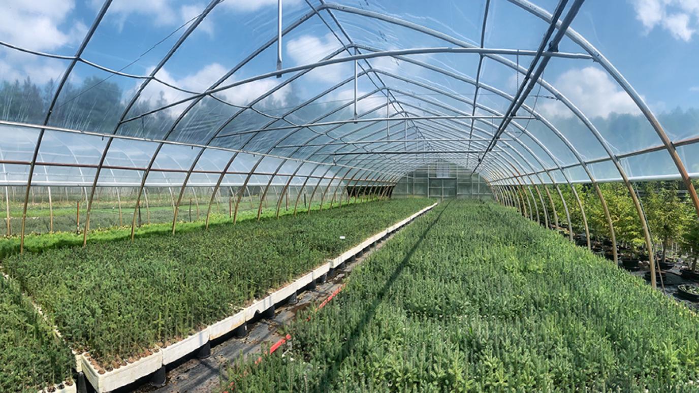 The inside of a Green Legacy greenhouse on a bright sunny day with lots of small trees growing under the sun. 
