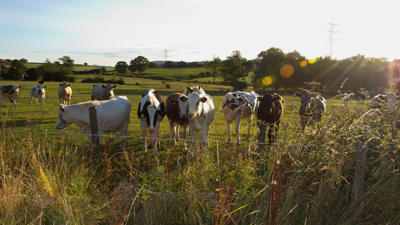 Group of cows grazing in a field behind a wire fence. Rolling hills in the distance.
