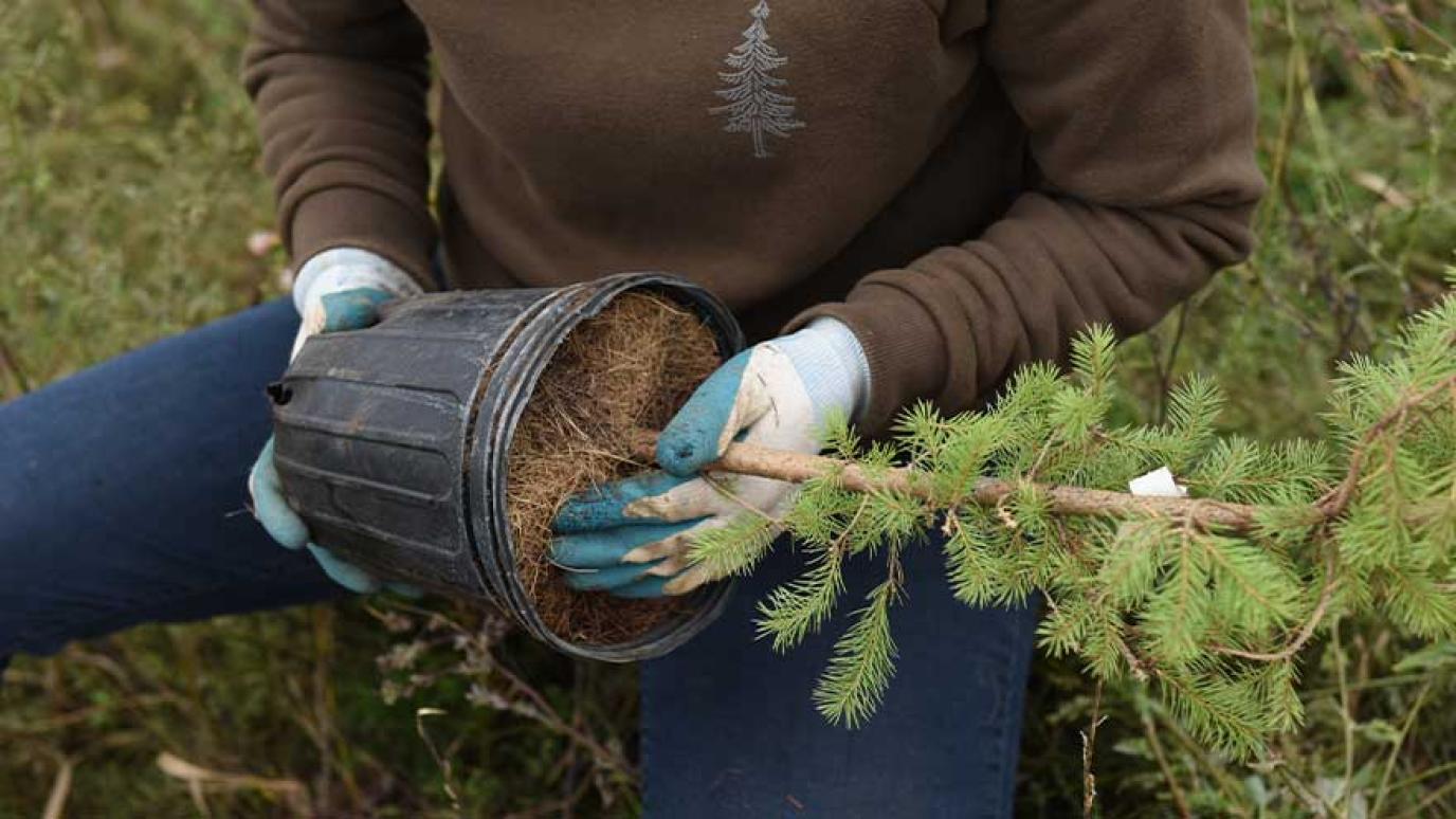 Hands planting a tree seedling 