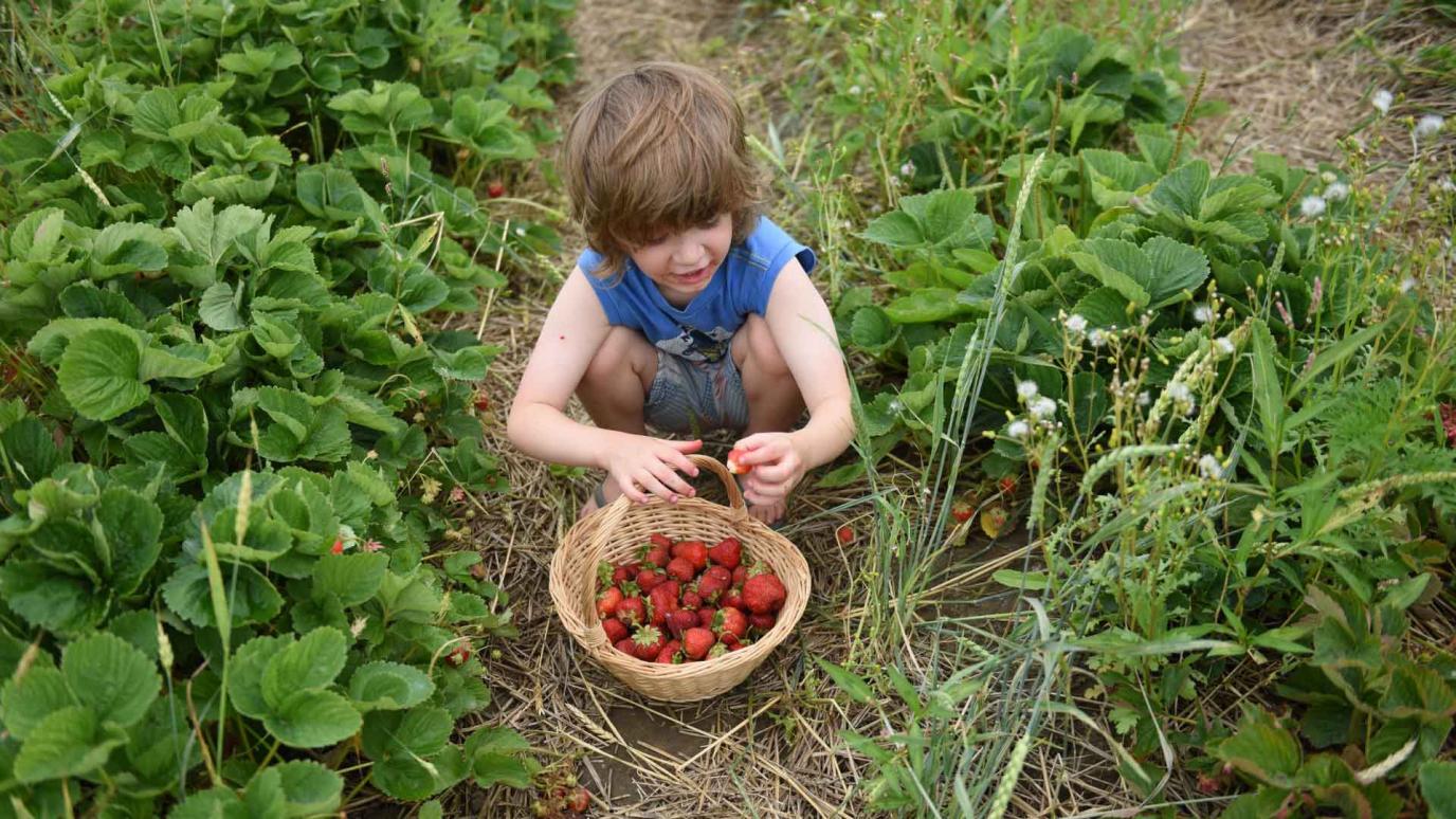 Young boy collecting strawberries in a basket in a strawberry field.