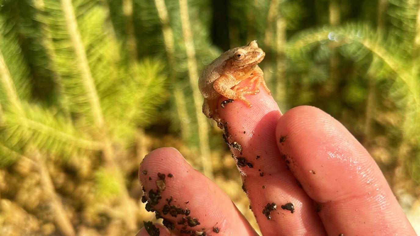 Very tiny frog on the fingers of a Green Legacy volunteer with trees in the background
