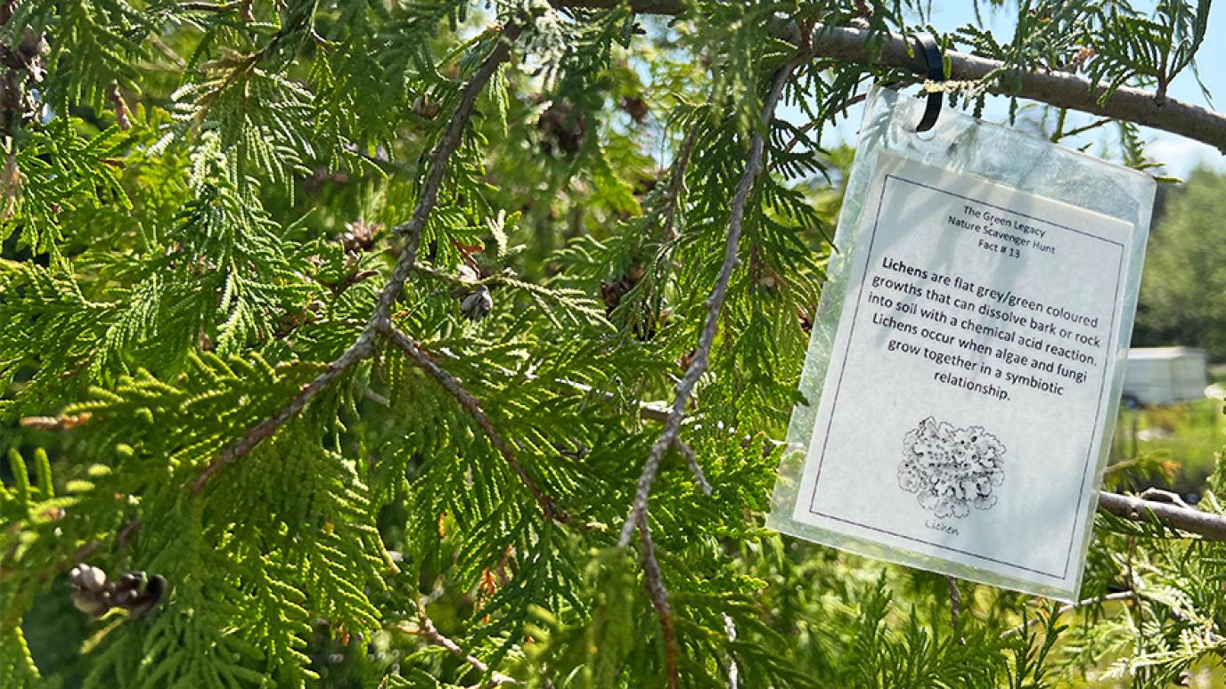 Green Legacy scavenger hunt card hanging in a tree outdoor. 