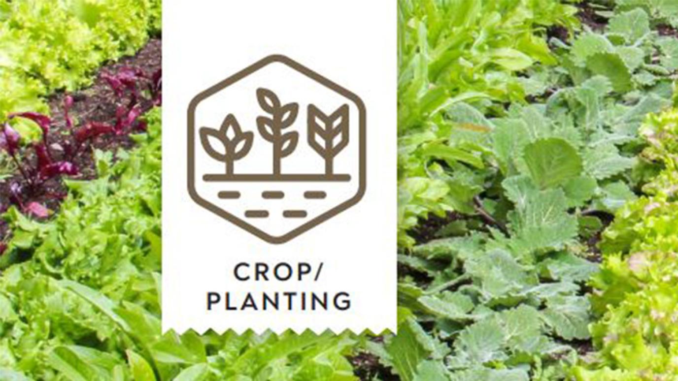 Icon of plants growing in a field in front of a field of greens
