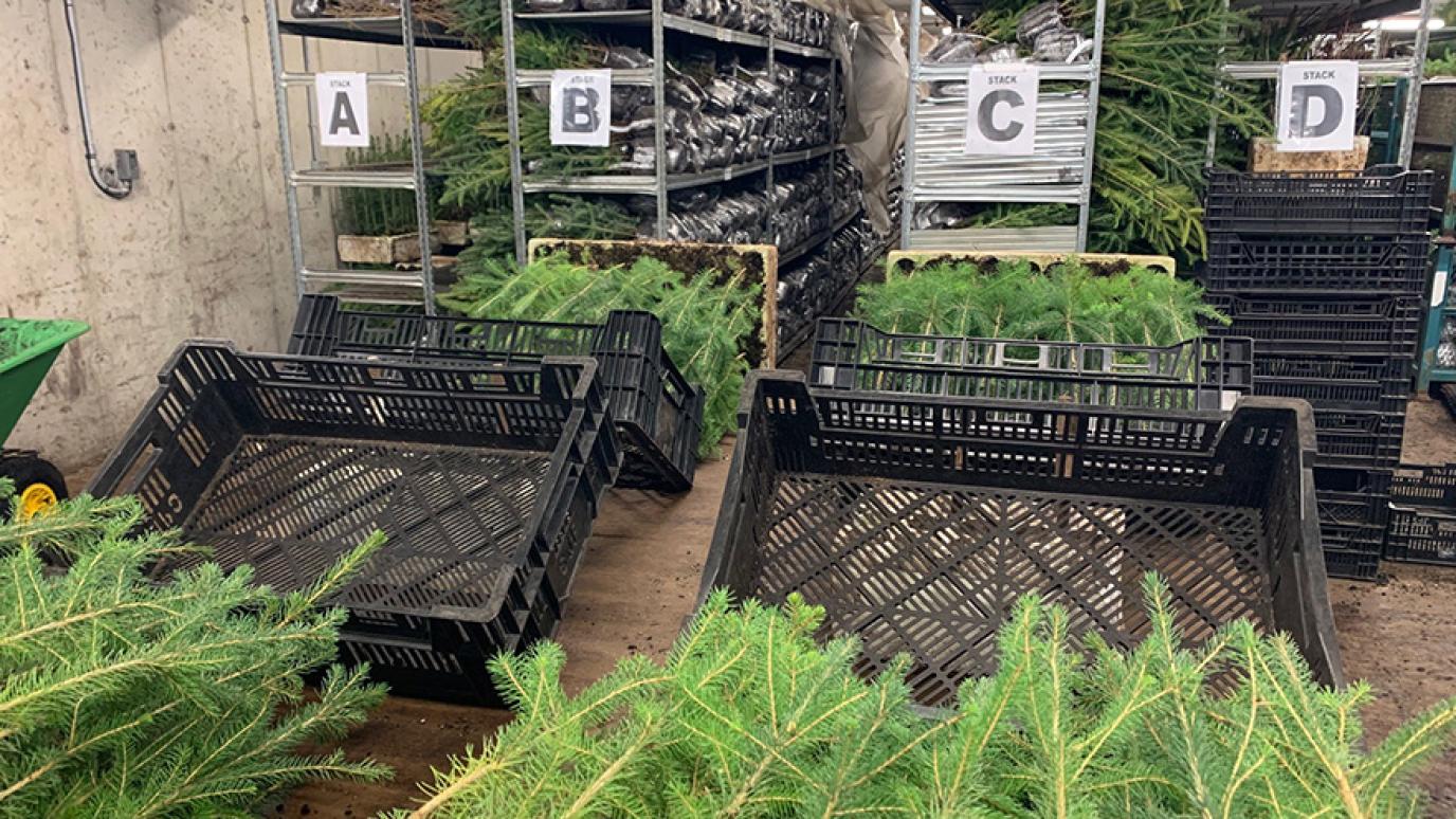 Alphabetically marked shelves and crates full of bundled seedling trees in the Green Legacy cooler