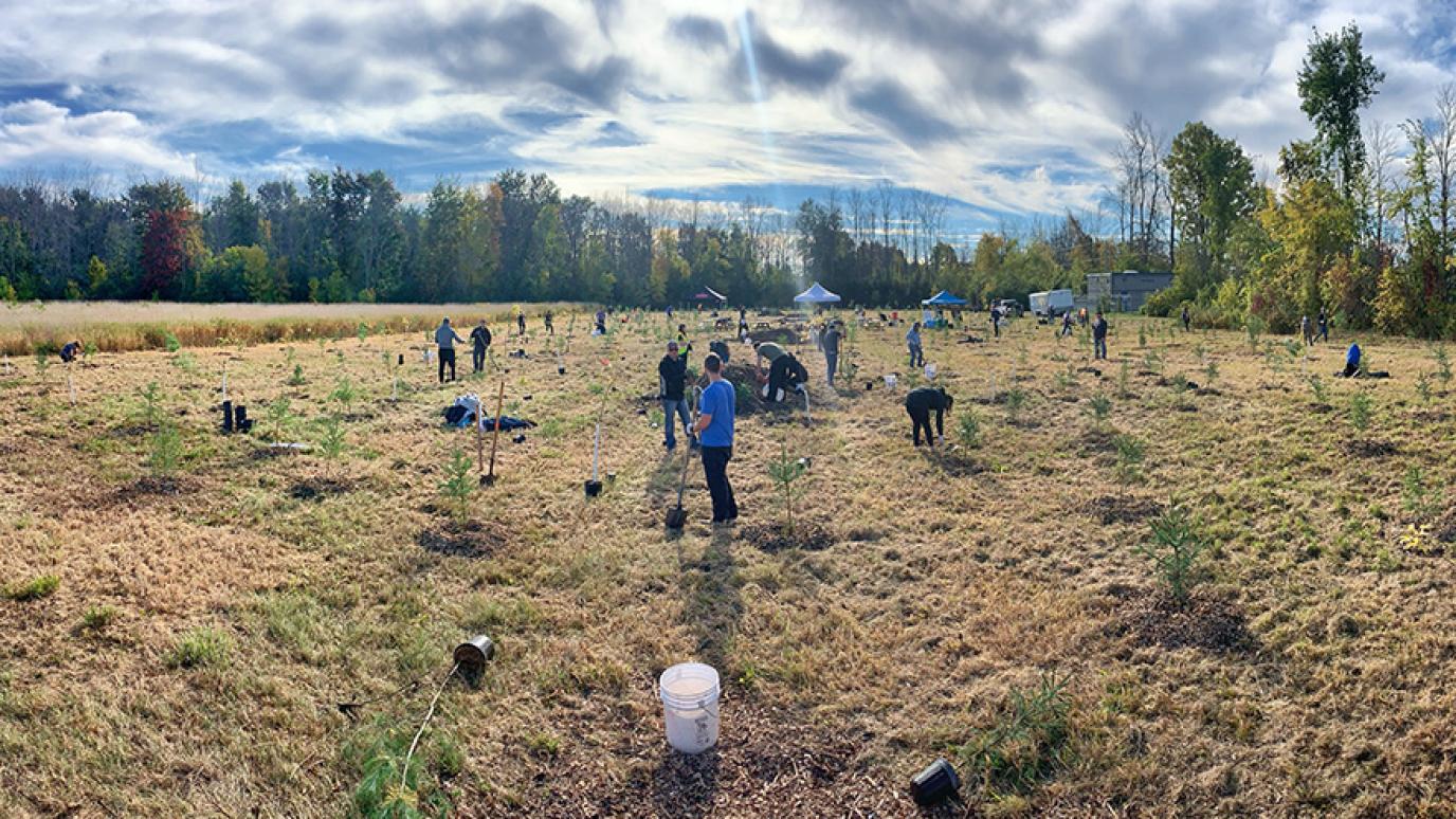 Panoramic view of people planting trees in a large open field with rays of sunshine peeking through the clouds.