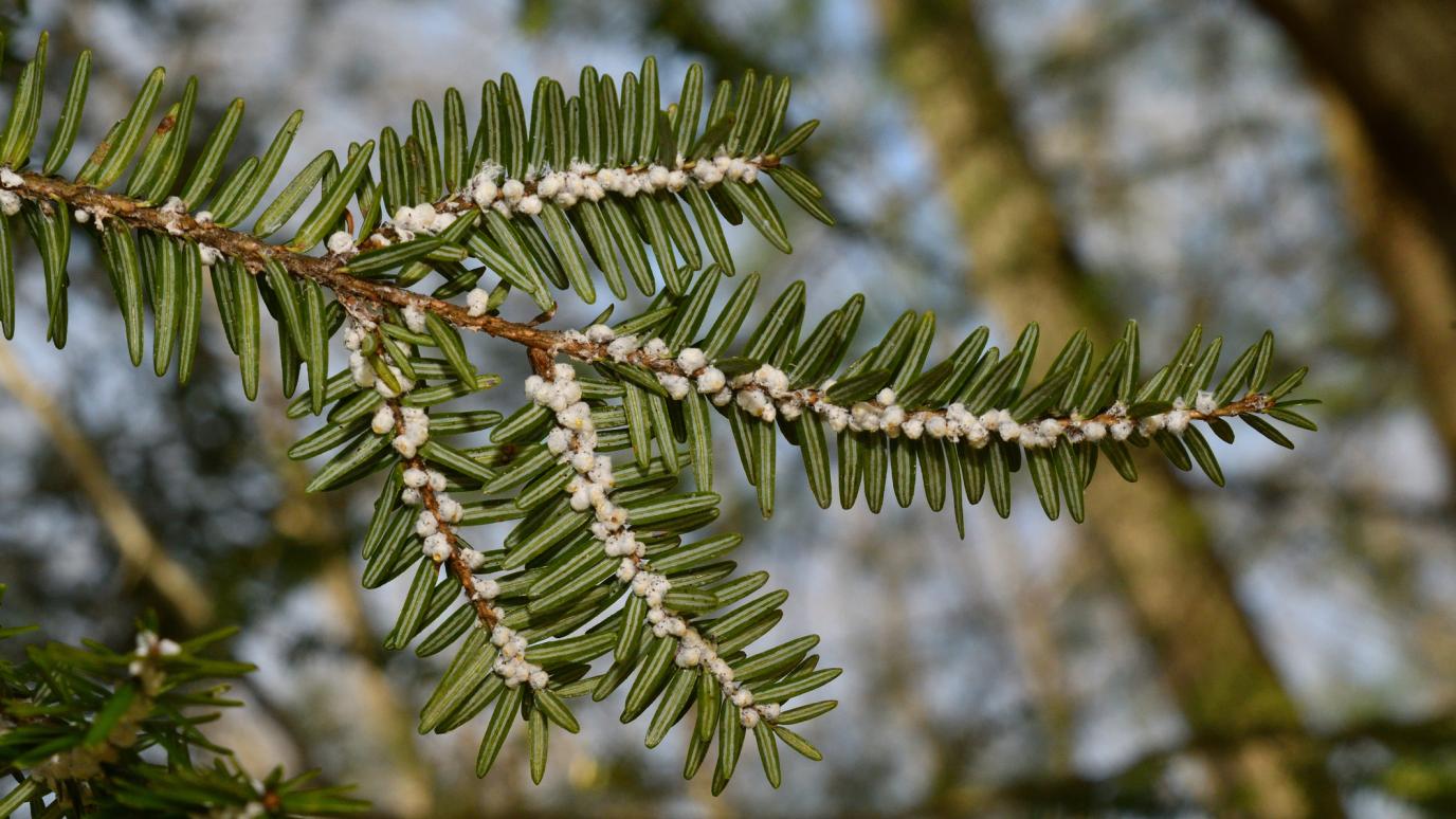 Hemlock woolly adelgid (HWA) infestation on underside of eastern hemlock branch.
