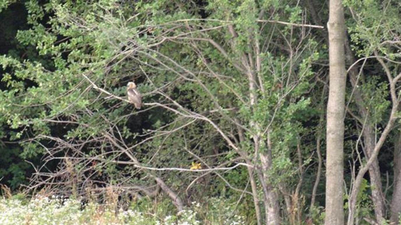 Grey Horned owl perched in a tree
