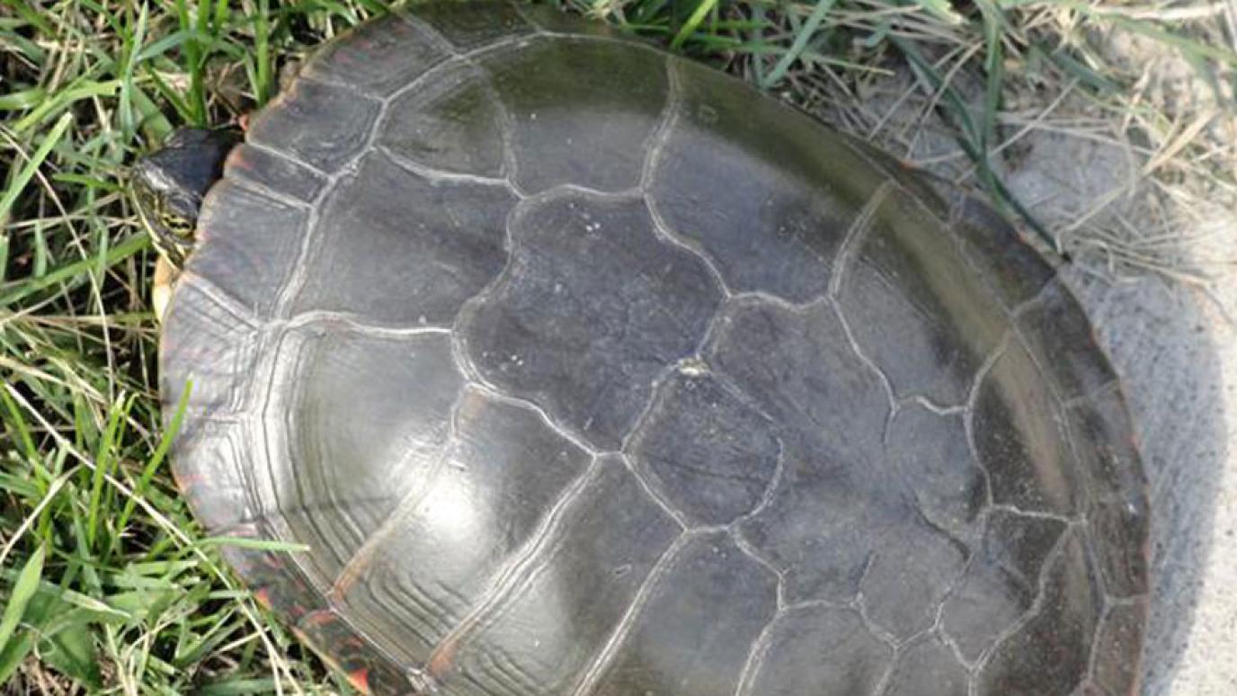 Painted turtle close up of shell