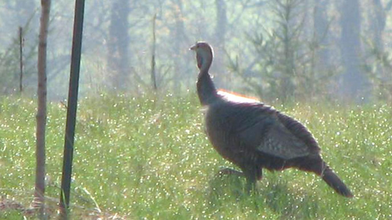 Wild Turkey in the woods