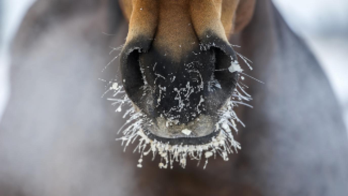 close up of horse with frosted nose