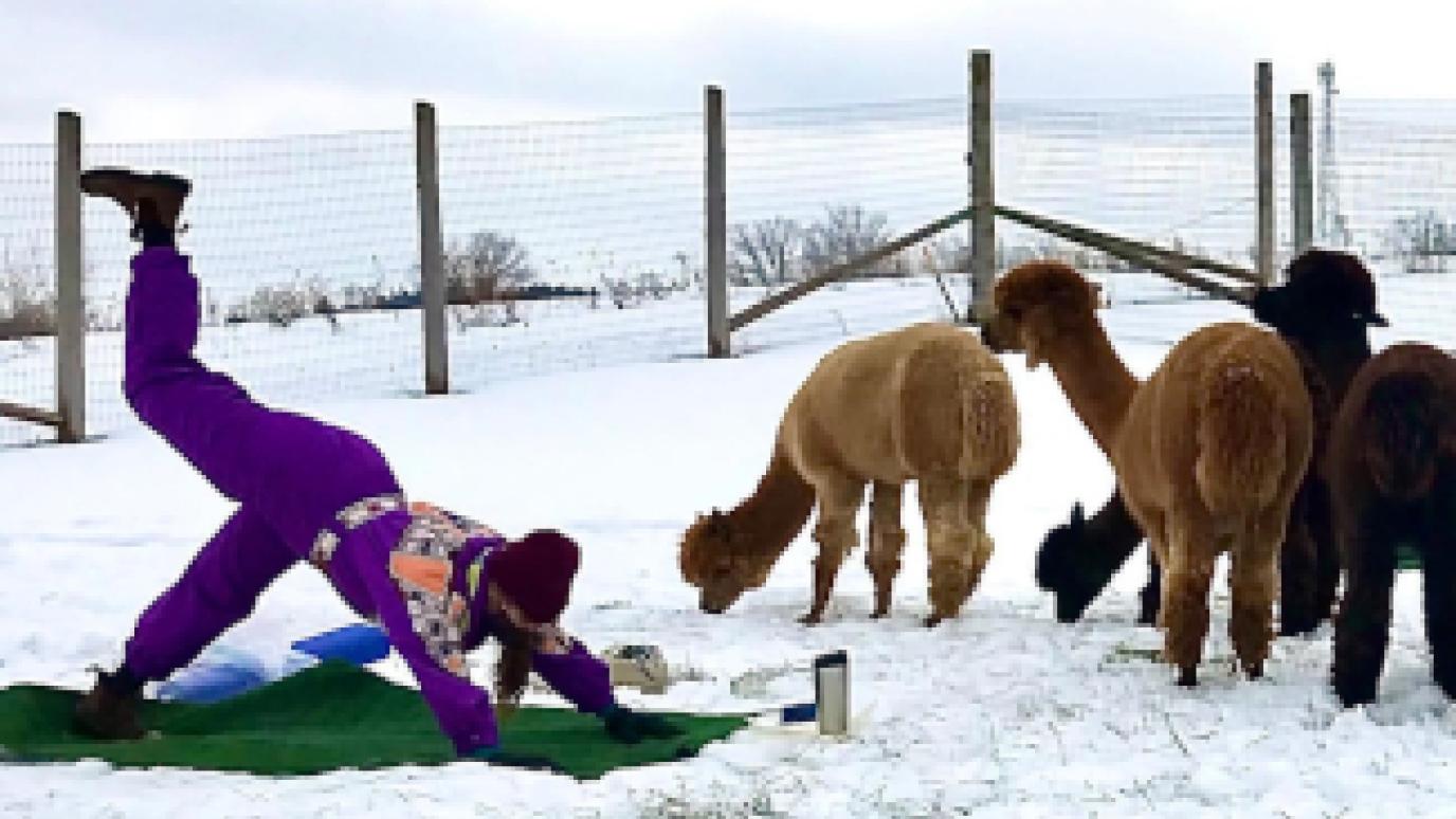 individual doing yoga in the snow with alpacas