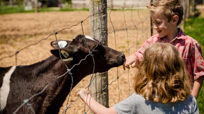 Young boy and girl reaching through a barbed wire fence on a farm to pet a baby cow