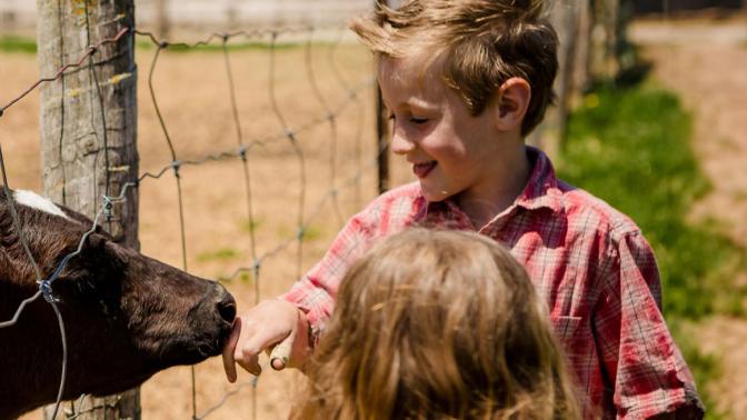 kids feeding a cow through a fence on a farm