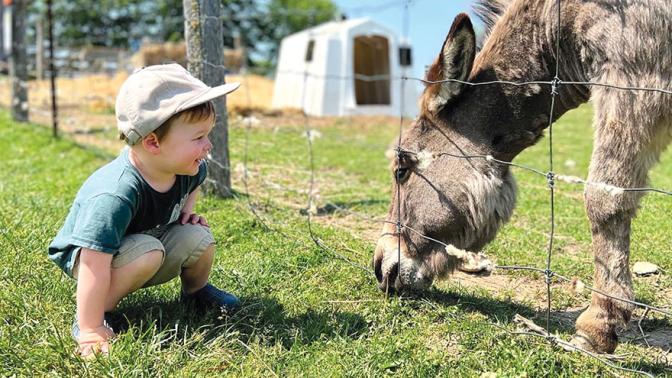 Boy on a farm crouched in the grass next to a wire fence where a donkey grazes on grass