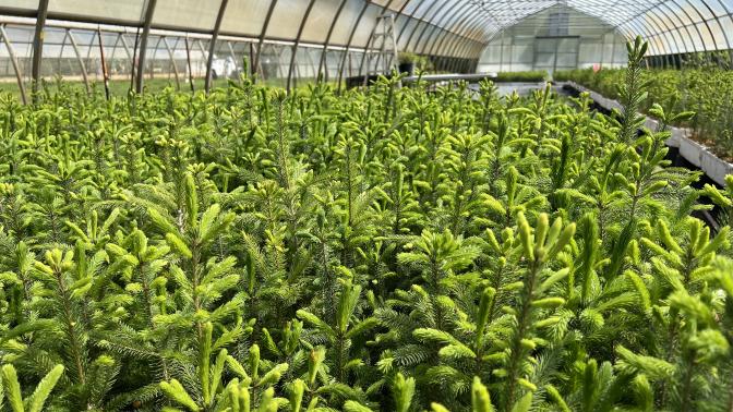 Hundreds of Green Legacy seedlings stored in one of the County's greenhouses.