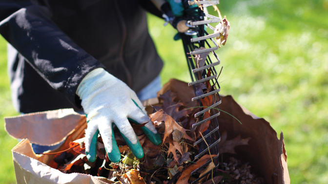 Hands wearing gardening gloves packing leaves into a yard waste bag