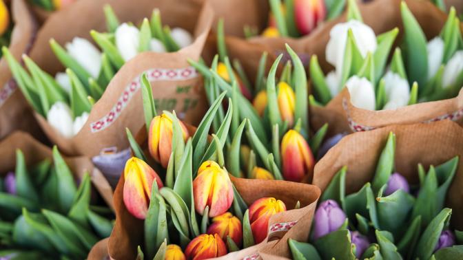 Close up of Tulip Bouquets