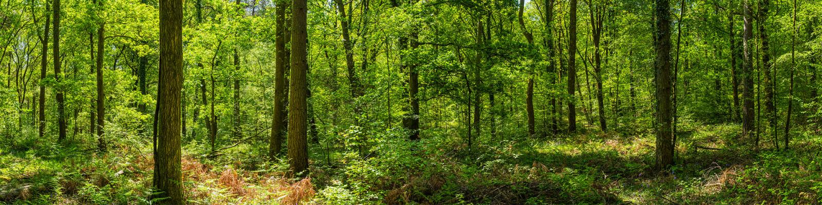 In the middle of a thick green forest on a sunny day