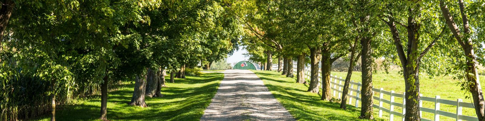 Farm at the end of a long tree lines driveway