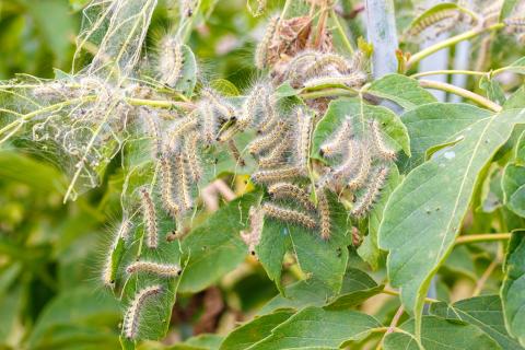 Сaterpillar nest of a gypsy moth (Lymantria dispar) on a tree branch.