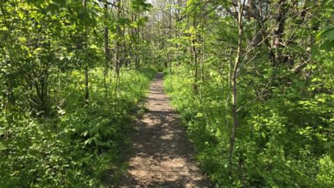 A narrow footpath surrounded by green trees.