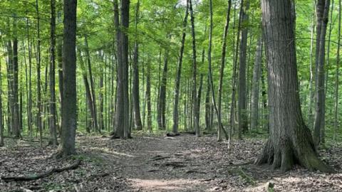 Tall trees standing above an unpaved path with the sun shining through.