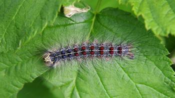 Adult gypsy moth on a leaf