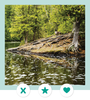 Mock dating profile image featuring a photograph of a lake surrounded by greenery and tree roots, 