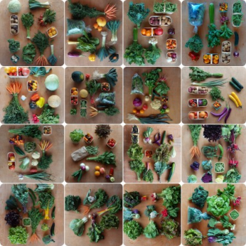 collage of CSA produce on tables