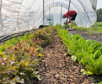 person bending down tending to green in a hoophouse