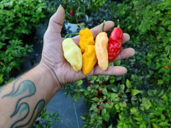 hand holding multi-coloured hot peppers over plants