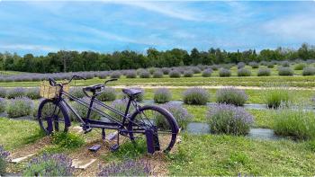 Photo of a rows of a lavender field with a tandem bike parked in front. 