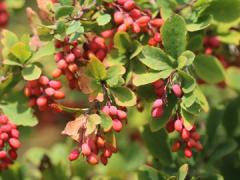 Red berries on a leafed tree