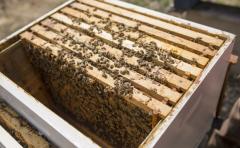 A Beehive with numerous bees inside a wooden box