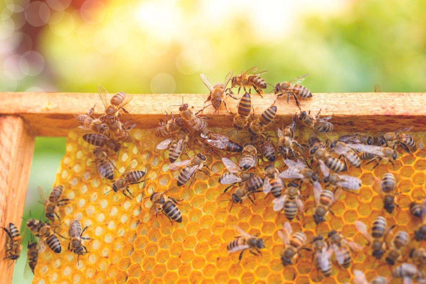 Bees on a Honeycomb