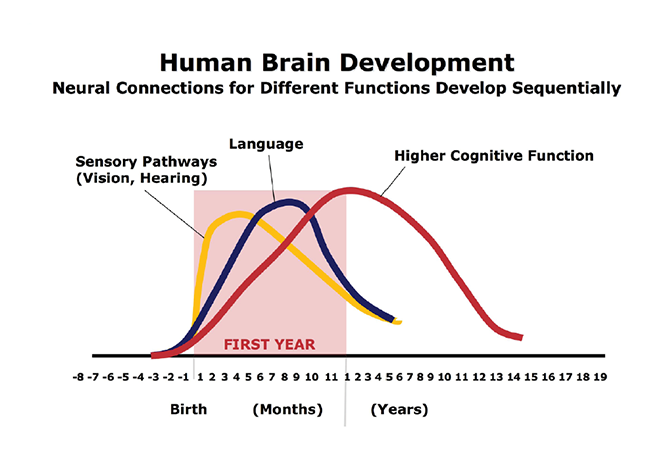  A graph titles, Human Brain and Development which shows age in years on the bottom axis. The graph has 3 lines indicating the development of neural connections. A yellow line shows that sensory pathways (i.e., vision, hearing) develop rapidly in-utero and from birth to 12 months. A blue line shows that language develops rapidly in-utero and from birth to 12 months. A red line shows that higher cognitive functioning develops more gradually over the first 5 years and then slows down through middle childhood 