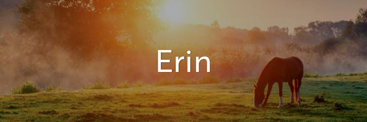 A horse grazing in a misty field at sunrise.