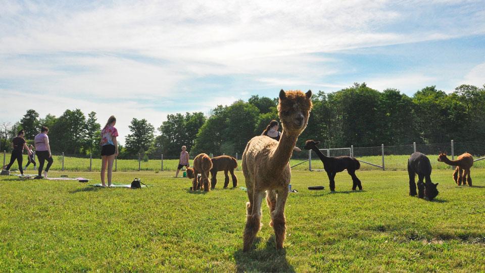 Women participating in a yoga class in a field next to grazing alpacas