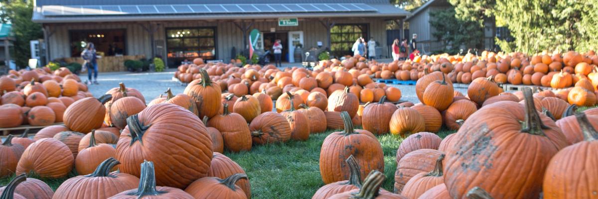 farm market and bakery surrounded by pumkins