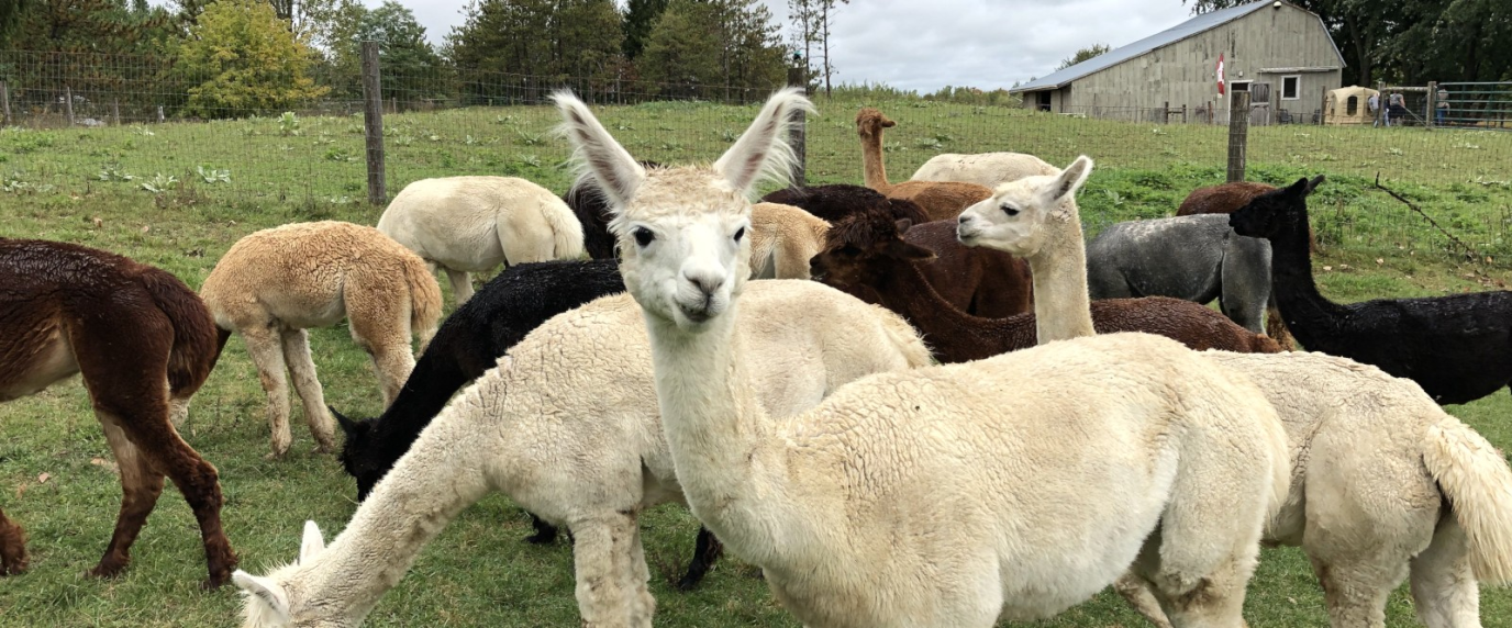 white and brown alpacas standing in a field