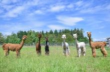 A herd of Alpacas standing on a grass field
