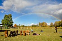 A herd of Alpacas standing on a farm field