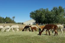 A Herd of Alpacas eating grass
