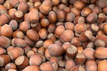 A Pile of hazelnuts