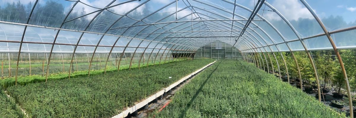 tree seedlings inside a hoop house
