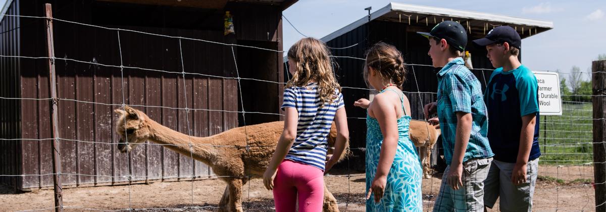 children looking at an alpaca